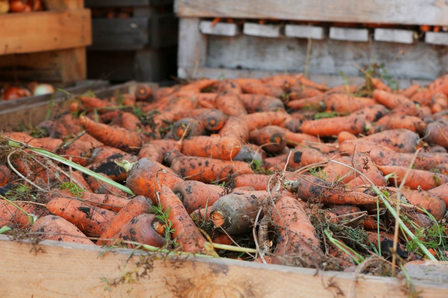Агрономы поделились с костромичами лайфхаком, как хранить морковь