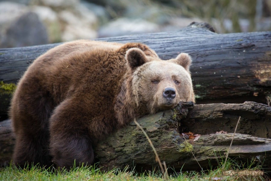 В костромских лесах обнаружили очень заразных медведей