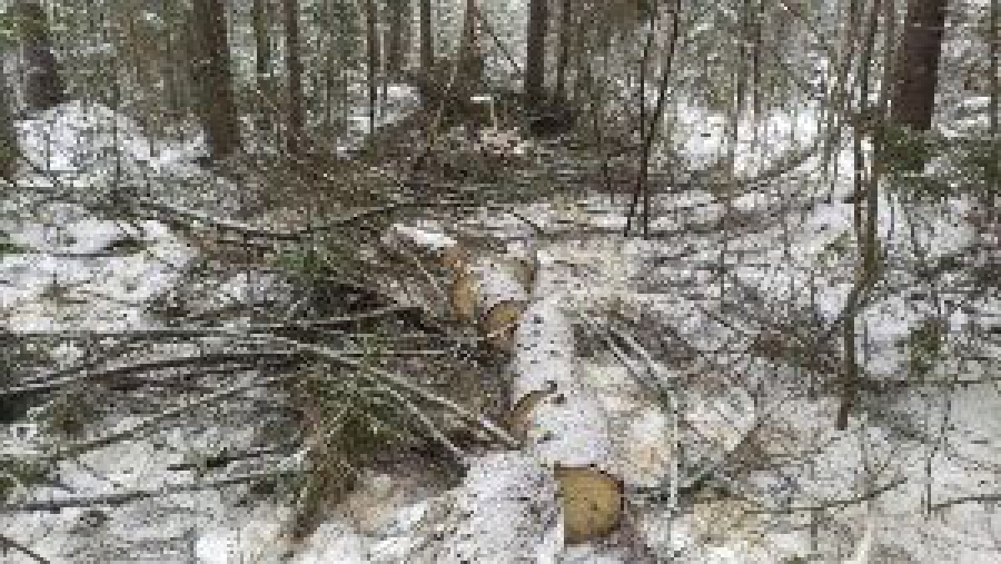 Перед Новым годом в костромских лесах пересчитают все ёлки