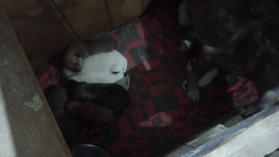 Костромичи провели операцию по спасению собаки и ее одиннадцати щенков (ФОТО)