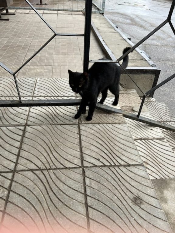 Депутат костромской областной Думы ищет хозяев для бездомного кота