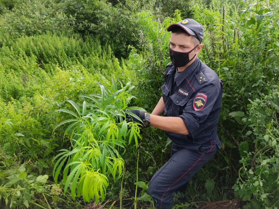 Костромские полицейские выкосили целую плантацию конопли