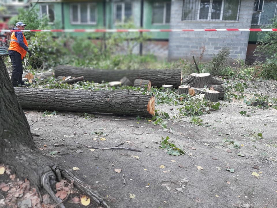 Костромичей возмутила цена за спил деревьев во дворе