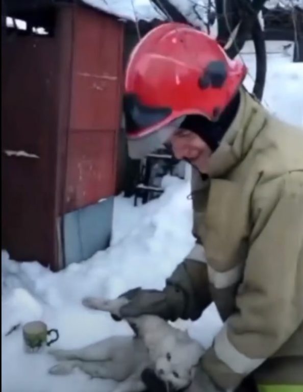 В Костроме спасатели вернули к жизни кота после пожара