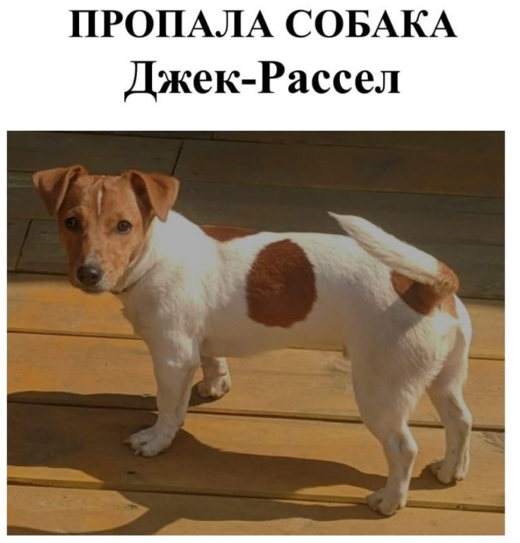 Костромичам предложили солидное вознаграждение за возвращение пса Джека