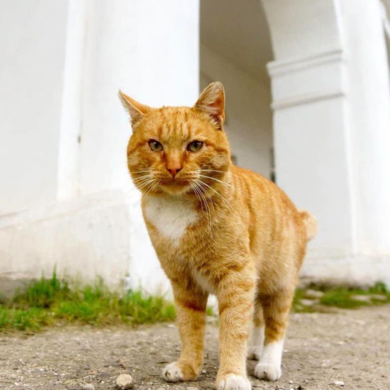 Невероятная история: в костромской глубинке нашли копию известного кота Гарфилда (ФОТО)