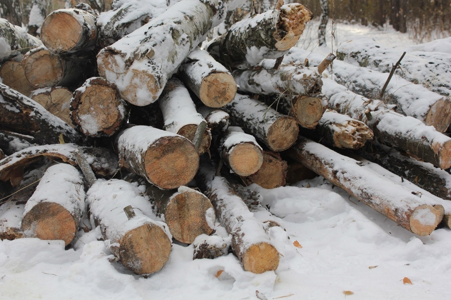 В костромской глубинке черный лесоруб вырубил деревьев на 700 000 рублей