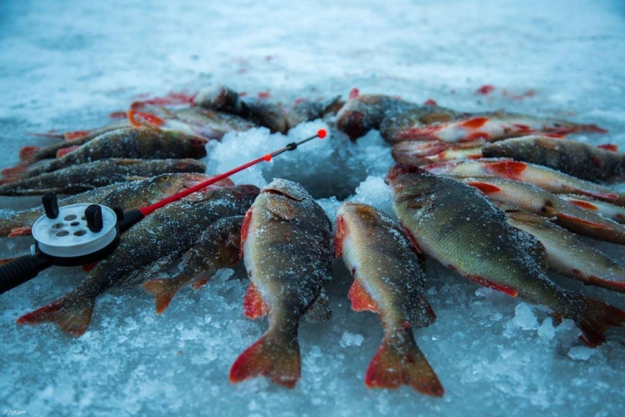 Костромским рыбакам запретят вылавливать больше 10 килограммов рыбы
