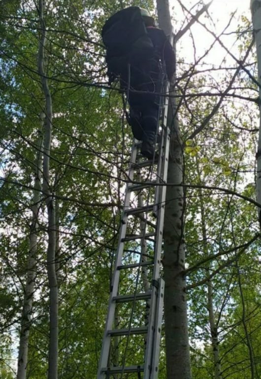 Костромские спасатели сняли с высокого дерева перепуганного Степана (ВИДЕО)