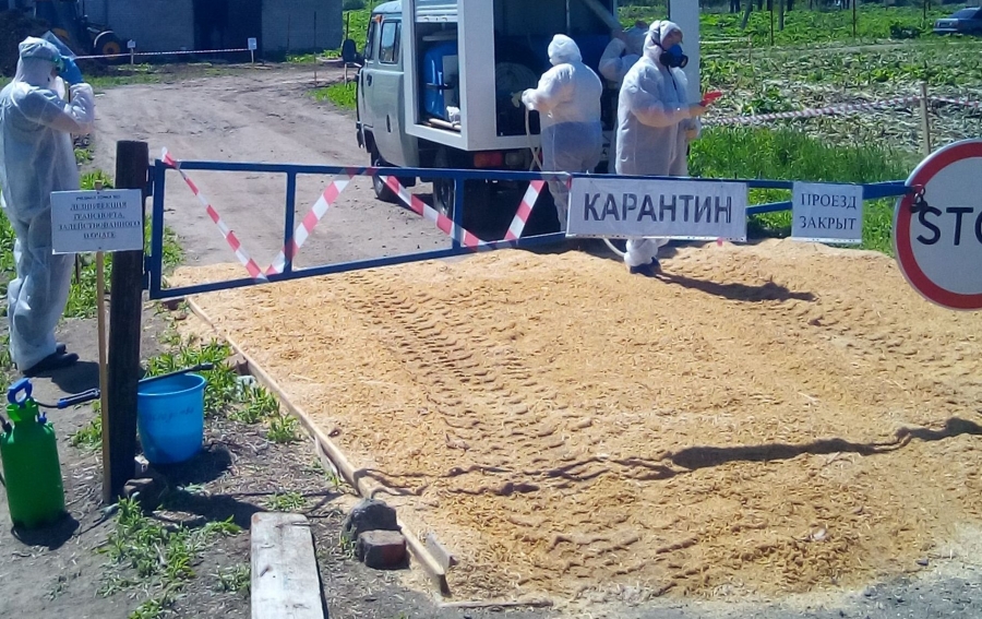 В Костромской области объявлен карантин по африканской чуме свиней