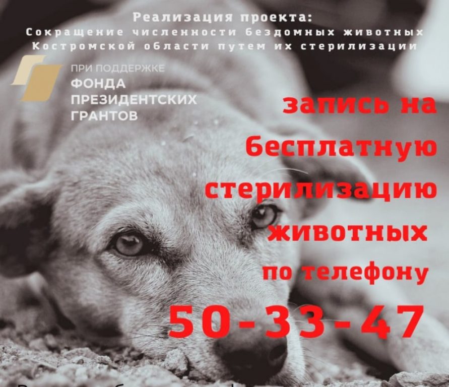 Костромские зоозащитники на деньги гранта стерилизовали более 500 кошек и собак