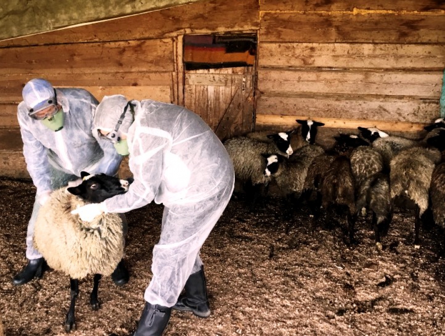 В Костромской области введены ограничительные мероприятия из-за особо опасной болезни овец