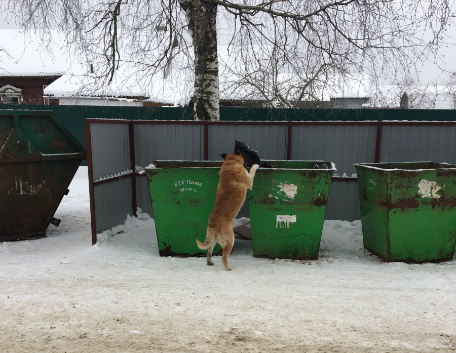 В Костроме пенсионерки устали подбирать чужой мусор и спасаться бегством от бродячих собак