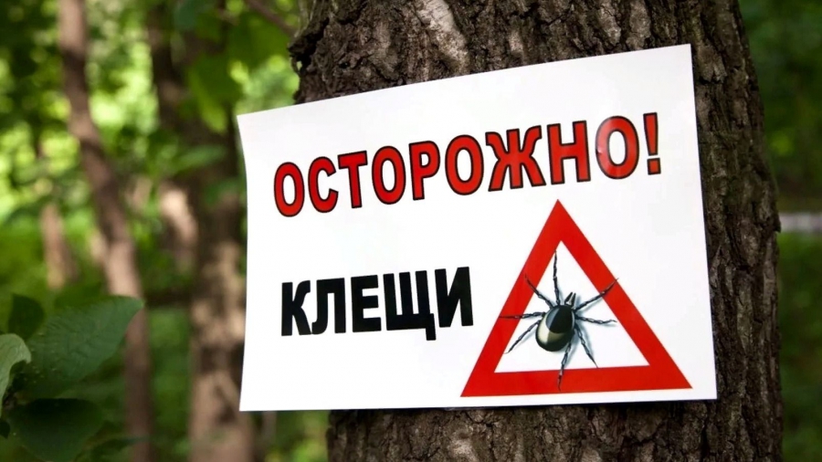 В Костромской области растет число заболевших боррелиозом после укусов клещей
