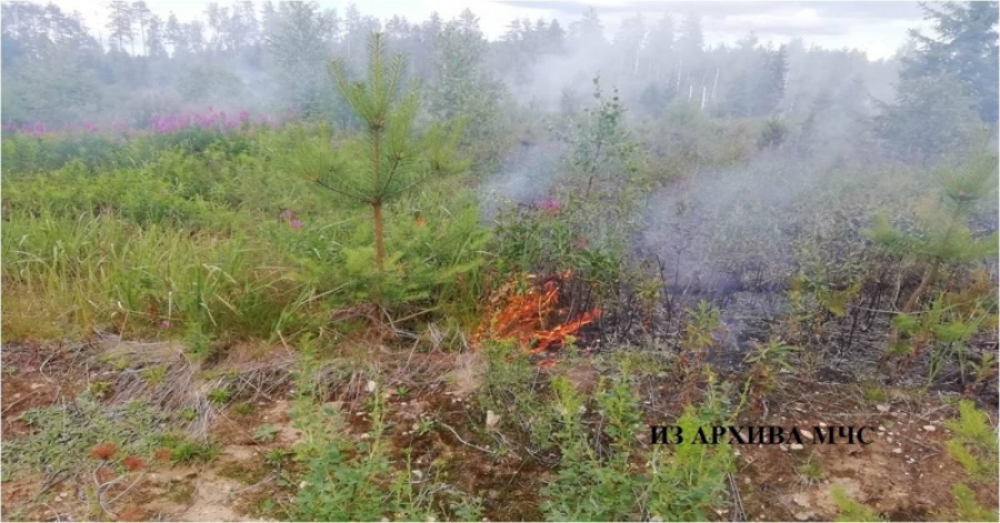 В Вохомском районе начали тушить лесной пожар