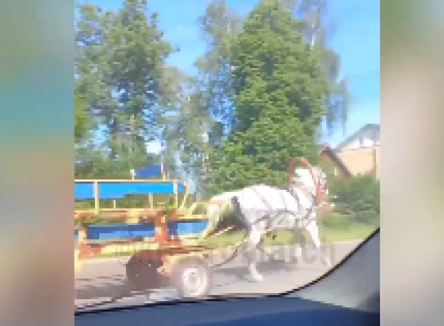 В Костромской области лошадь с повозкой сбила велосипедиста