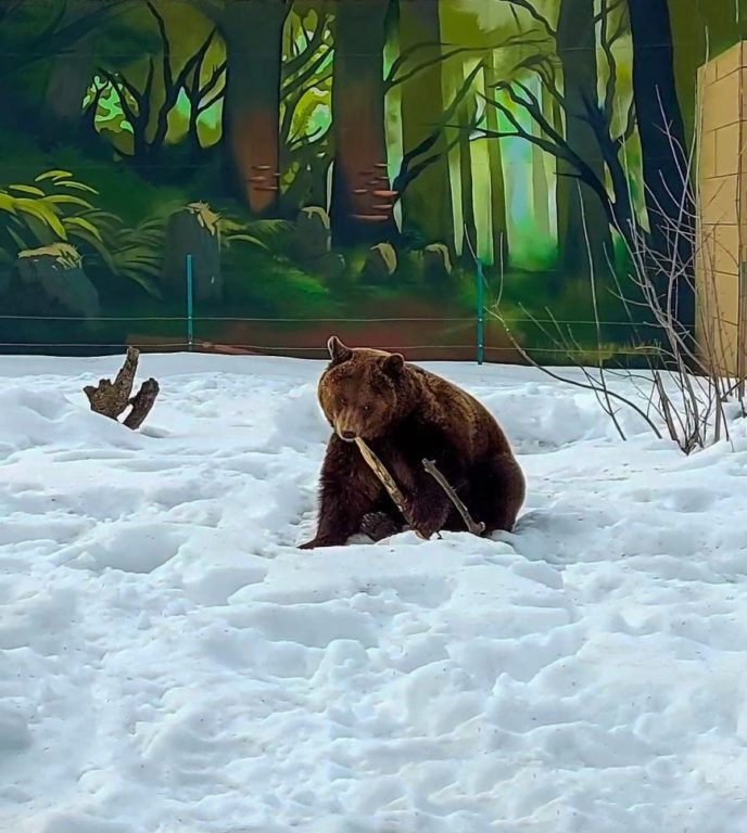 Теперь точно весна: в костромском зоопарке проснулись три медведя (ВИДЕО)