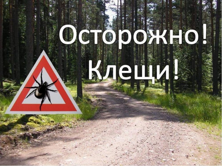 В пяти районах Костромской области до сих пор не приступили к акарицидной обработке
