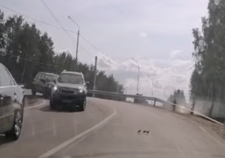 Костромские водители остановили движение ради птенцов