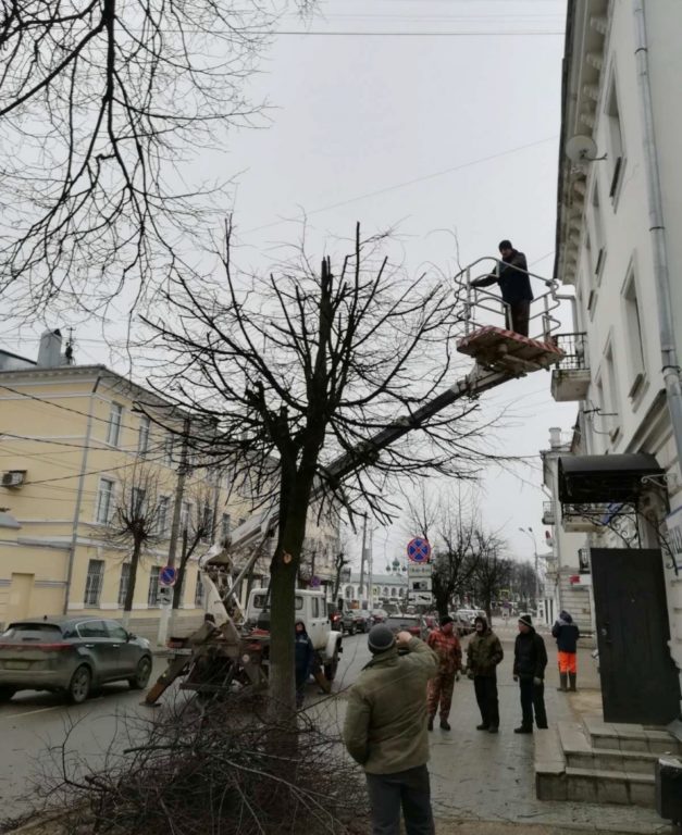 Весной в Костроме планируют обрезать две тысячи деревьев