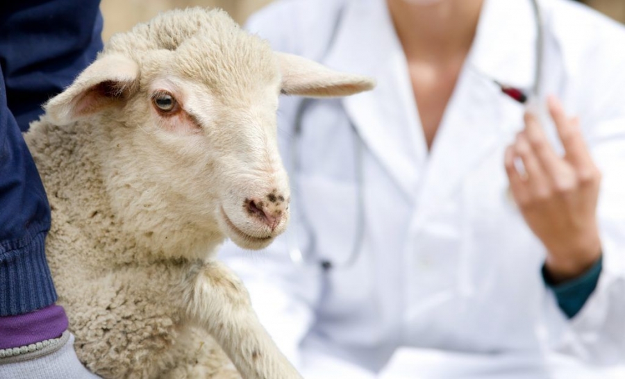 Оспа овец: в Буйском районе предотвращают вспышку опасной болезни