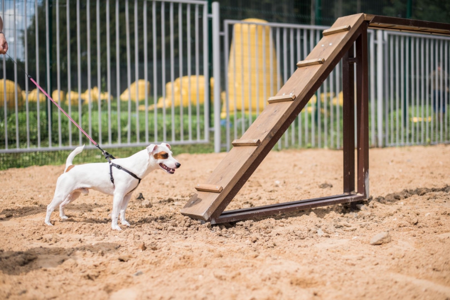 Костромской пустырь переоборудуют под площадку для занятий с собаками