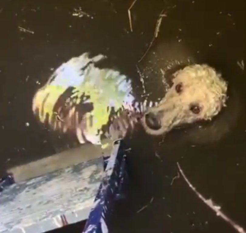 В Костроме собака едва не утонула в огромном люке во время прогулки с хозяйкой