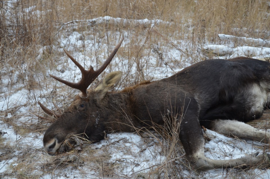В Костромском районе полицейские обнаружили мертвого лося и его убийцу