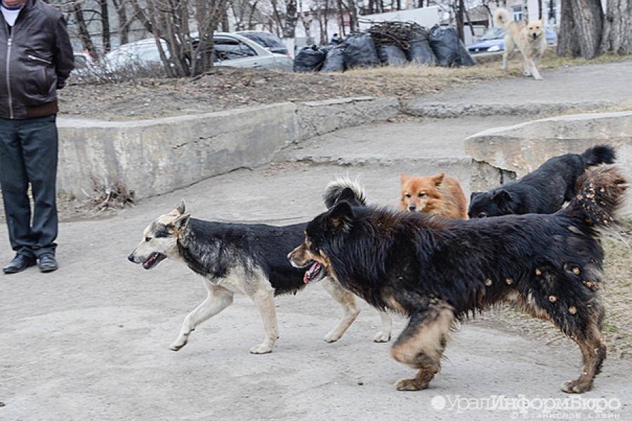 В Костромской области даже агрессивные бездомные животные получат второй шанс