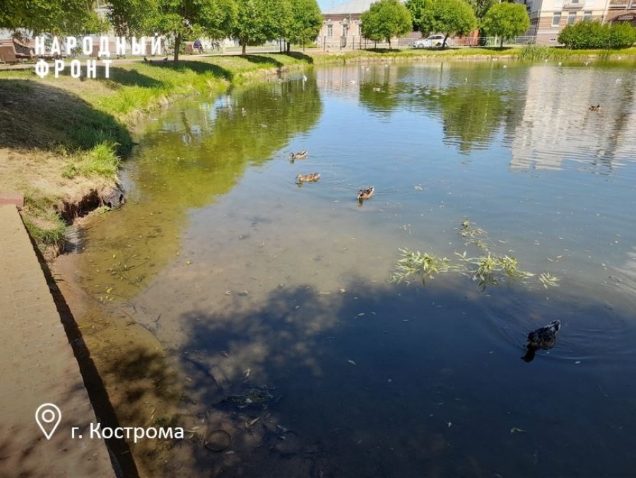 В Костроме ищут водолазов для очистки Шаговского пруда