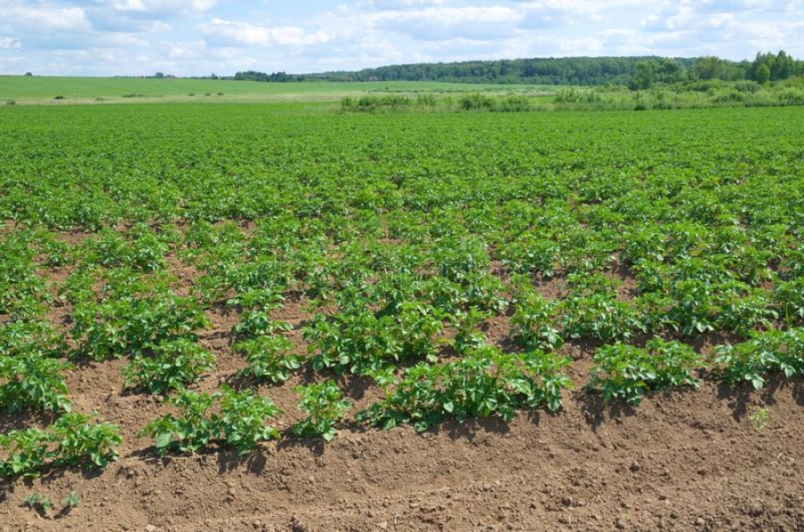 Костромских аграриев «проспонсирует» область для расширения посевов картофеля
