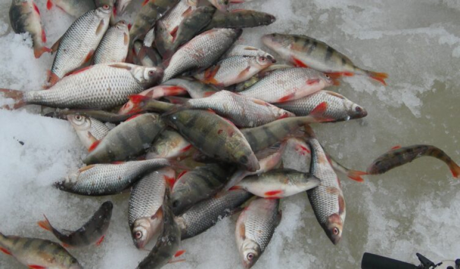В Костромской области отменили главные состязания по подледной рыбалке