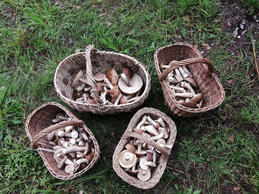 Белые, лисички, грузди: костромские соцсети заполонили грибы