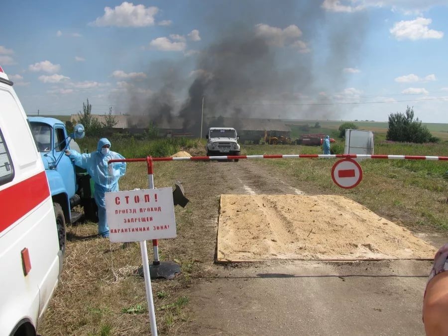 Борьба с АЧС: в Костромской области подготовили площадки для сжигания зараженных свиней