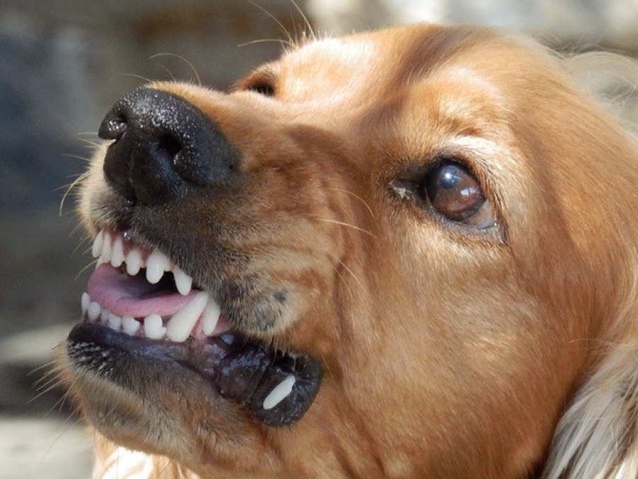 В Костроме накажут виновных в нападении бродячих собак на детей