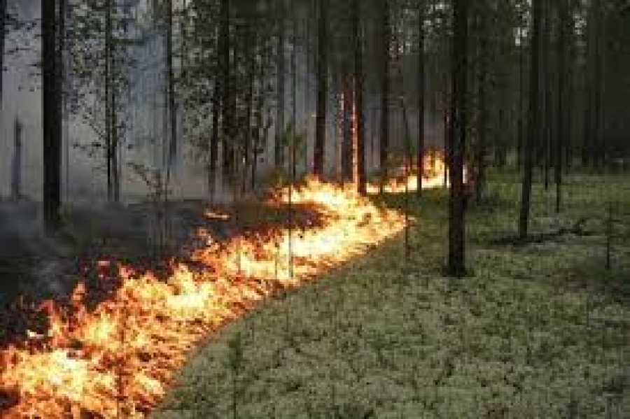 Костромичам могут запретить посещать леса до 1 сентября