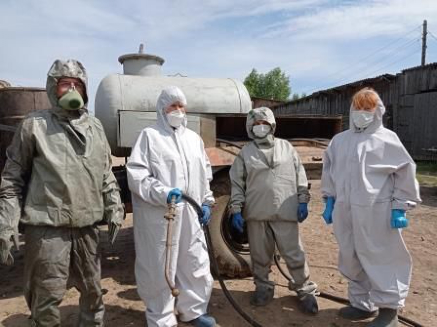 В Костромской области нашли африканскую чуму свиней
