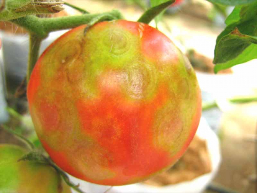 Костромичей предостерегают от покупки сморщенных томатов и перцев
