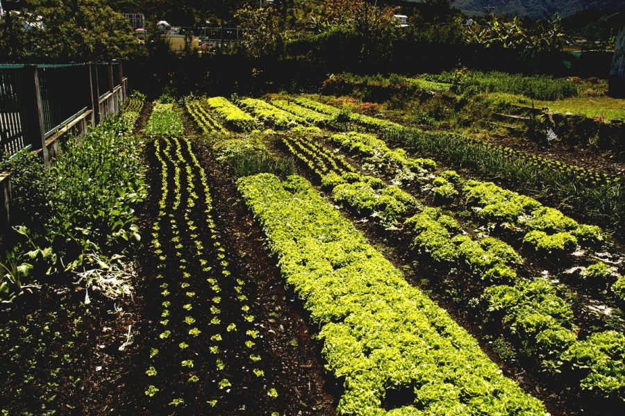 Костромичам дадут бесплатные участки для выращивания овощей