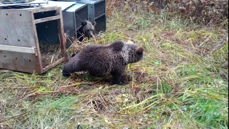 Троих медвежат-сирот выпустили на свободу в костромском заповеднике (ВИДЕО)
