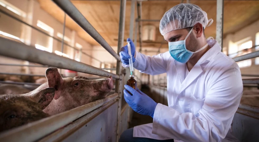 В Костромской области больше половины очагов африканской чумы свиней обезврежены