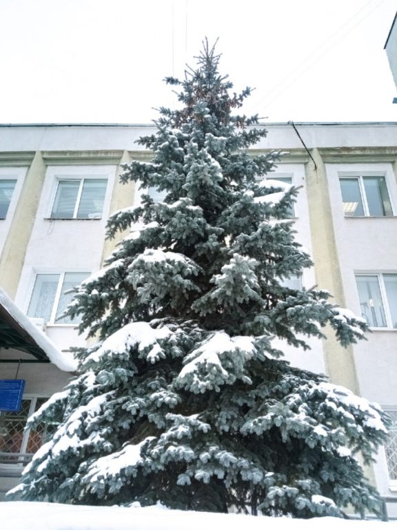 Костромичи требуют госавтоинспекторов нарядить елку у ведомственного здания