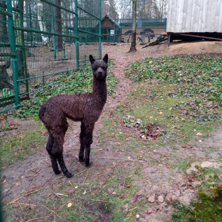 В Костромском зоопарке у семейства американских лам родился детеныш