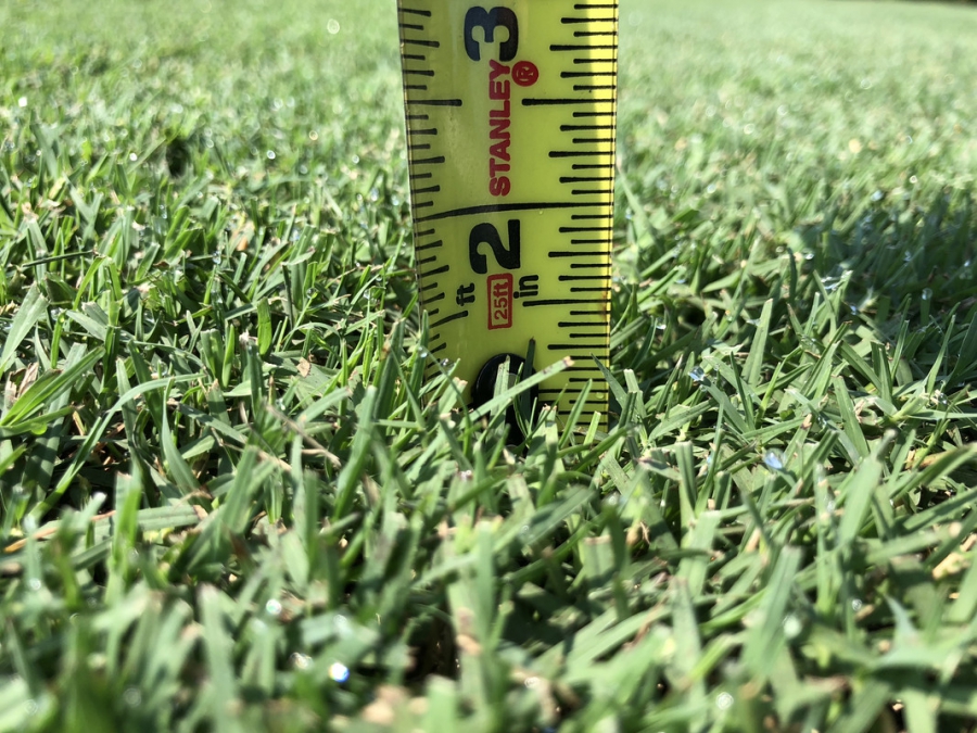 В Костроме специалисты измеряют высоту травы
