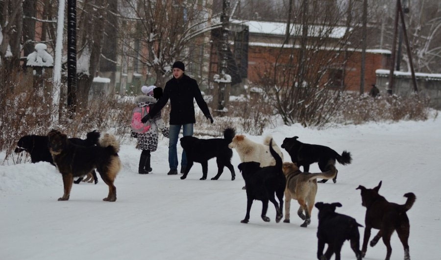 Год новый, проблемы старые: Кострому продолжают терроризировать гуляющие без присмотра собаки