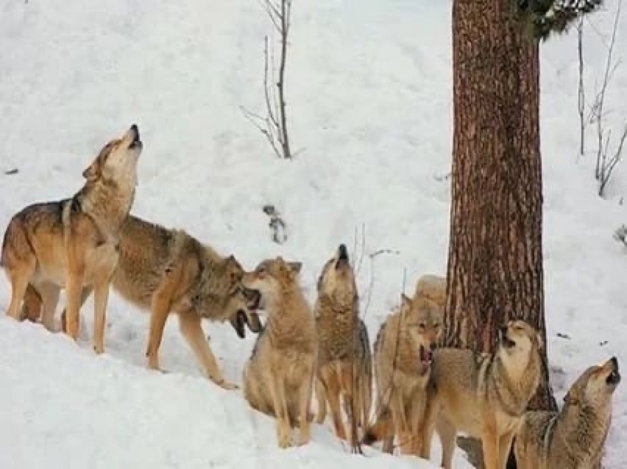 В Костромской области продолжат платить вознаграждение охотникам за отстрел волков