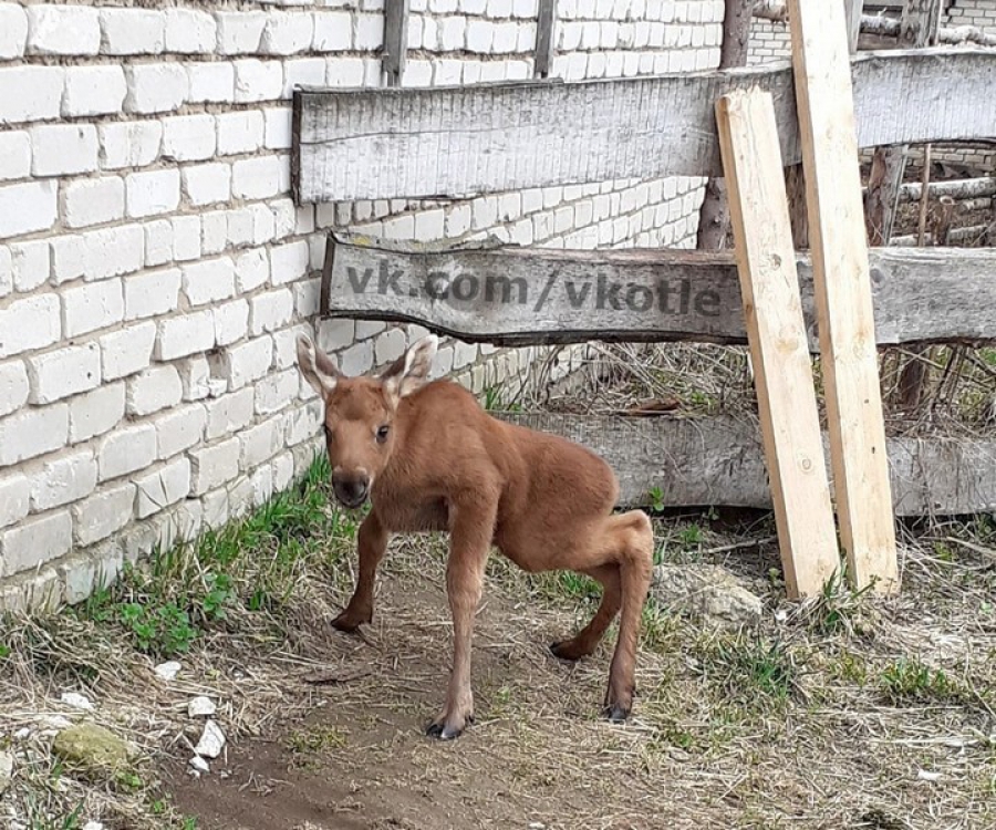 Костромские собаки загрызли спасенного в Кировской области лосенка