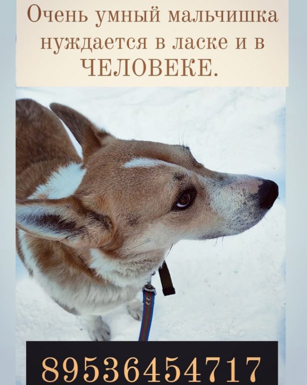 Умный пёс Бим продолжает искать в Костроме верных друзей