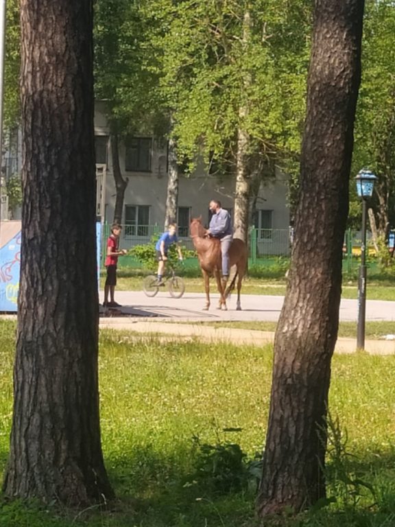 Костромской «всадник» не может построить конюшню для печально популярной лошади