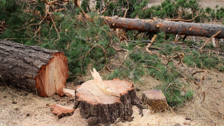Под Костромой «черные лесорубы» украли деревьев на 2 миллиона рублей